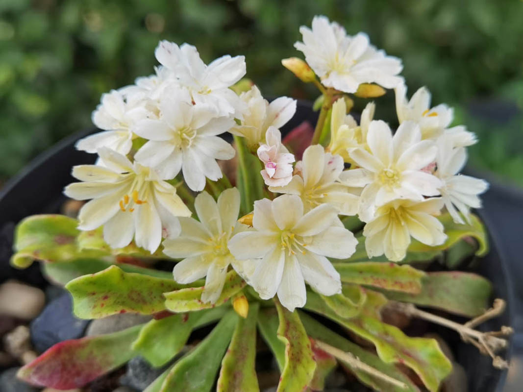 Lewisia cotyledon — formes claires photo